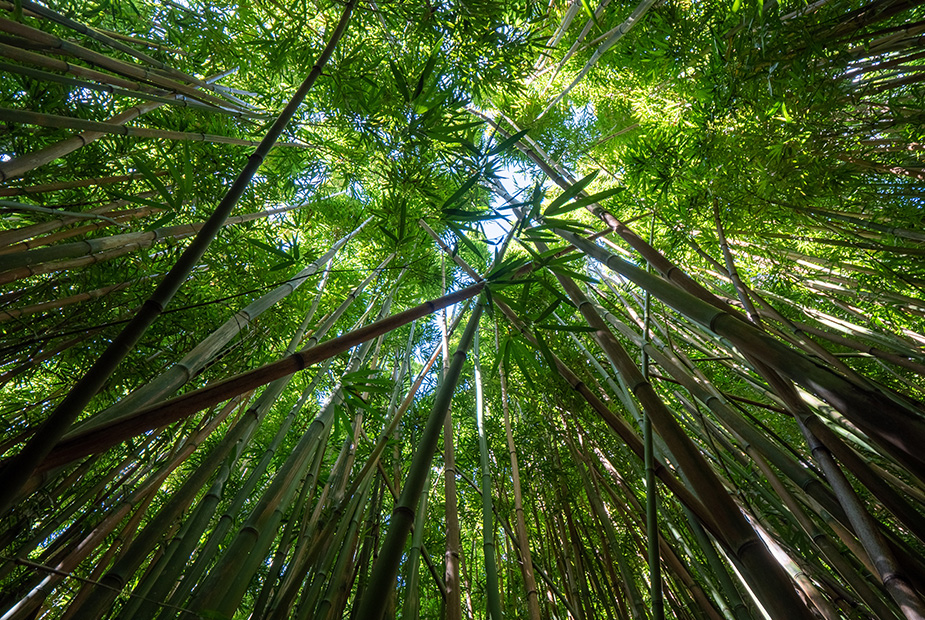 Supporting excellence and strengthening the bamboo and wood processing industry ushered in new development