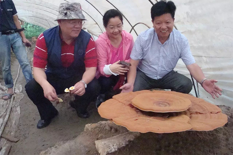 浙江龙泉山食品有限公司,灵芝孢子粉,灵芝咖啡,灵芝片,缘芝宝,黑木耳,食用菌菇,官方网站